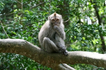 ubud (05)